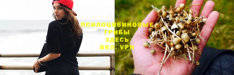 Галлюциногенные грибы GOLDEN TEACHER  Ардон 